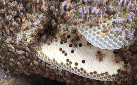 上手臂有痣 蜜蜂怎麼築巢